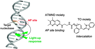 Graphical abstract: Abasic site-binding ligands conjugated with cyanine dyes for “off–on” fluorescence sensing of orphan nucleobases in DNA duplexes and DNA–RNA hybrids