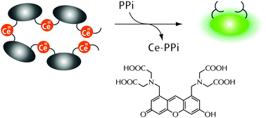 Graphical abstract: Coordination ligand exchange of a xanthene probe–Ce(iii) complex for selective fluorescence sensing of inorganic pyrophosphate