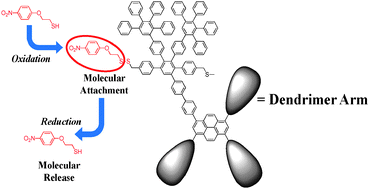 Graphical abstract: Covalent attachment and release of small molecules from functional polyphenylene dendrimers