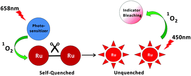 Graphical abstract: A quenched binuclear ruthenium(ii) dimer activated by another photosensitizer