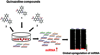Graphical abstract: Anti-cancer therapeutic potential of quinazoline based small molecules via global upregulation of miRNAs