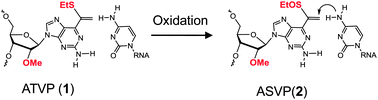 Graphical abstract: Development of the crosslinking reactions to RNA triggered by oxidation