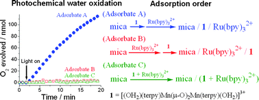 Graphical abstract: Arrangement effect of the di-μ-oxo dimanganese catalyst and Ru(bpy)32+ photoexcitation centers adsorbed on mica for visible-light-derived water oxidation