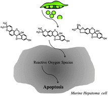 Graphical abstract: Soybean-derived glyceollins induce apoptosis through ROS generation