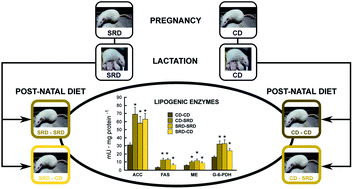 Graphical abstract: Maternal sucrose-rich diet and fetal programming: changes in hepatic lipogenic and oxidative enzymes and glucose homeostasis in adult offspring