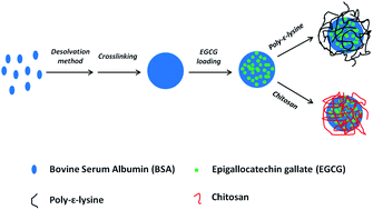 Graphical abstract: Fabrication of coated bovine serum albumin (BSA)–epigallocatechin gallate (EGCG) nanoparticles and their transport across monolayers of human intestinal epithelial Caco-2 cells
