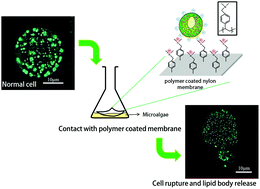Graphical abstract: An effective, cost-efficient extraction method of biomass from wet microalgae with a functional polymeric membrane