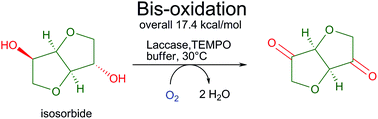 Graphical abstract: Aerobic oxidation of isosorbide and isomannide employing TEMPO/laccase