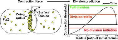 Graphical abstract: A model of membrane contraction predicting initiation and completion of bacterial cell division
