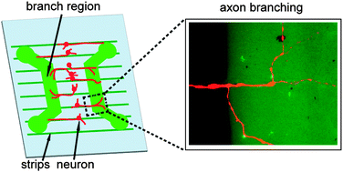 Graphical abstract: Change of laminin density stimulates axon branching via growth cone myosin II-mediated adhesion