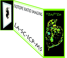 Graphical abstract: Isotope ratio mapping by means of laser ablation-single collector-ICP-mass spectrometry: Zn tracer studies in thin sections of Daphnia magna