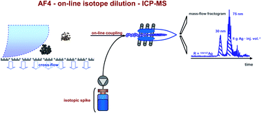 Graphical abstract: Fraction-related quantification of silver nanoparticlesvia on-line species-unspecific post-channel isotope dilution in combination with asymmetric flow-field-flow fractionation (AF4)/sector field ICP-mass spectrometry (ICP-SF-MS)