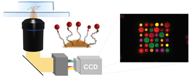 Graphical abstract: Dynamic microbead arrays for biosensing applications