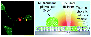 Graphical abstract: Thermal migration of molecular lipid films as a contactless fabrication strategy for lipid nanotube networks