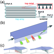 Graphical abstract: A microfluidic synchronizer for fission yeast cells