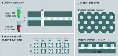 Graphical abstract: Automated analysis of dynamic behavior of single cells in picoliter droplets