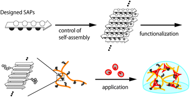 Graphical abstract: Soft materials based on designed self-assembling peptides: from design to application