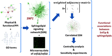 Graphical abstract: Assessment of crosstalks between the Snf1 kinase complex and sphingolipid metabolism in S. cerevisiae via systems biology approaches