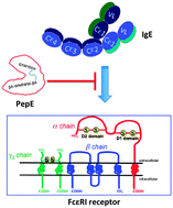 Graphical abstract: An IgE receptor mimetic peptide (PepE) protects mice from IgE mediated anaphylaxis