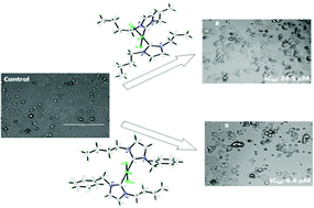 Graphical abstract: Sterically tuned Ag(i)- and Pd(ii)-N-heterocyclic carbene complexes of imidazol-2-ylidenes: synthesis, crystal structures, and in vitro antibacterial and anticancer studies