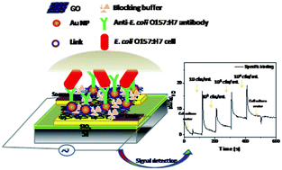 Graphical abstract: Ultrasonic-assisted self-assembly of monolayer graphene oxide for rapid detection of Escherichia coli bacteria