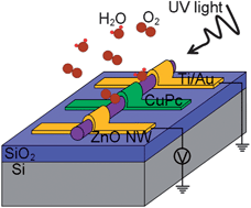 Graphical abstract: Passivation of surface states in the ZnO nanowire with thermally evaporated copper phthalocyanine for hybrid photodetectors