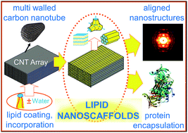Graphical abstract: Lipid nanoscaffolds in carbon nanotube arrays