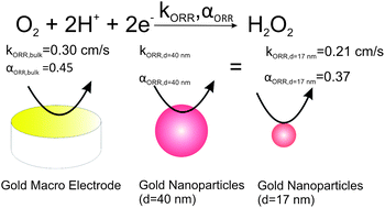 Graphical abstract: A kinetic study of oxygen reduction reaction and characterization on electrodeposited gold nanoparticles of diameter between 17 nm and 40 nm in 0.5 M sulfuric acid