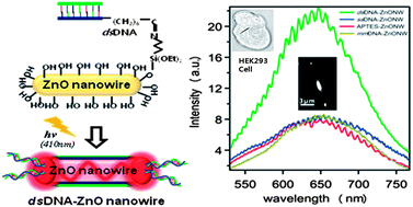 Graphical abstract: Visible light-sensitive APTES-bound ZnO nanowire toward a potent nanoinjector sensing biomolecules in a living cell