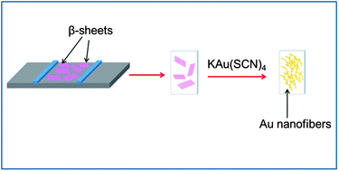 Graphical abstract: Transparent, conductive, and SERS-active Au nanofiber films assembled on an amphiphilic peptide template