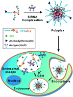 Graphical abstract: Copolymer of poly(ethylene glycol) and poly(l-lysine) grafting polyethylenimine through a reducible disulfide linkage for siRNA delivery
