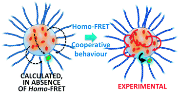 Graphical abstract: Energy transfer processes in dye-doped nanostructures yield cooperative and versatile fluorescent probes