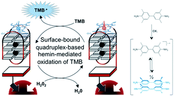 Graphical abstract: Surface-immobilized DNAzyme-type biocatalysis
