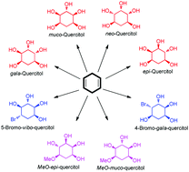 Graphical abstract: Stereoselective syntheses of racemic quercitols and bromoquercitols starting from cyclohexa-1,4-diene: gala-, epi-, muco-, and neo-quercitol