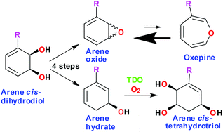 Graphical abstract: Chemoenzymatic synthesis of monocyclic arene oxides and arene hydrates from substituted benzene substrates
