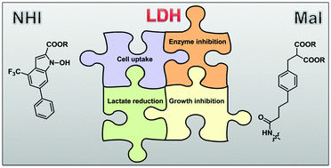Graphical abstract: Assessing the differential action on cancer cells of LDH-A inhibitors based on the N-hydroxyindole-2-carboxylate (NHI) and malonic (Mal) scaffolds