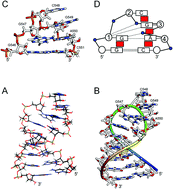 Graphical abstract: NMR elucidation of the role of Mg2+ in the structure and stability of the conserved RNA motifs of the EMCV IRES element