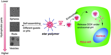 Graphical abstract: A novel cyclodextrin-containing pH-responsive star polymer for nanostructure fabrication and drug delivery