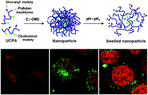 Graphical abstract: pH-sensitive pullulan-based nanoparticles for intracellular drug delivery