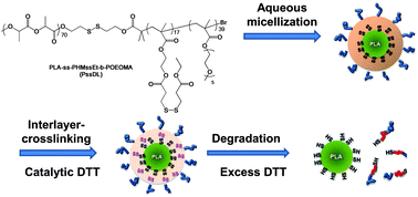 Graphical abstract: Dual location disulfide degradable interlayer-crosslinked micelles with extended sheddable coronas exhibiting enhanced colloidal stability and rapid release