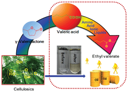 Graphical abstract: High yield of ethyl valerate from the esterification of renewable valeric acid catalyzed by amino acid ionic liquids