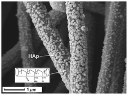 Graphical abstract: Synthesis and characterization of hydroxyapatite on hydrolyzed polyacrylonitrile nanofiber templates