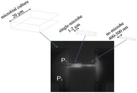 Graphical abstract: Single microbe trap and release in sub-microfluidics