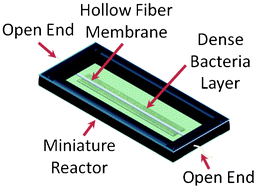Graphical abstract: In situ hollow fiber membrane facilitated CO2 delivery to a cyanobacterium for enhanced productivity