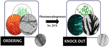 Graphical abstract: Photomorphogenesis of γ-globulin: effect on sequential ordering and knock out of gold nanoparticles array