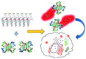 Graphical abstract: Assembly–disassembly driven “off–on” fluorescent perylene bisimide probes for detecting and tracking of proteins in living cells