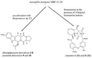 Graphical abstract: Induction of diverse secondary metabolites in Aspergillus fumigatus by microbial co-culture