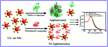 Graphical abstract: Conformation aspect in the α-amylase induced agglomeration of citrate-stabilized gold nanoparticles