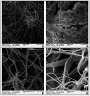 Graphical abstract: Morphological studies of polyaniline nanocomposite based mesostructured TiO2 nanowires as conductive packaging materials
