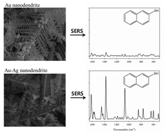 Graphical abstract: Au–Ag bimetallic nanodendrite synthesized via simultaneous co-electrodeposition and its application as a SERS substrate